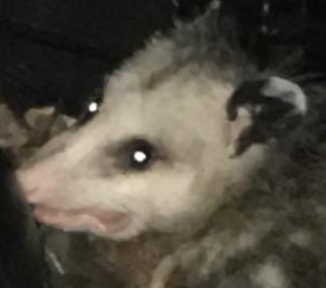 Capturew.PNG